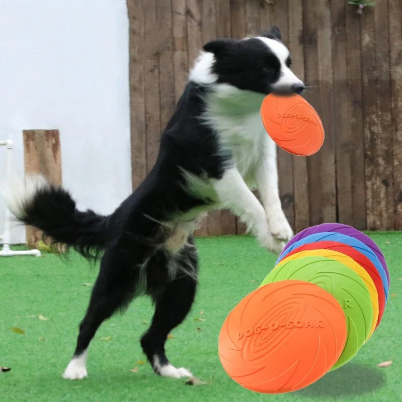 Dog Frisbee