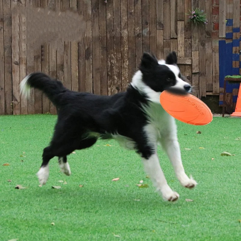 Dog Frisbee