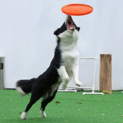Dog Frisbee