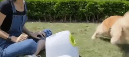 Automatic Dog Ball Launcher